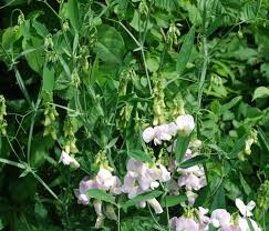Attēlu rezultāti vaicājumam “Lathyrus latifolius bud”