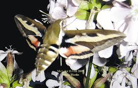 Attēlu rezultāti vaicājumam “Hyles gallii imago”