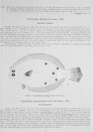Image result for Paralichthys dentatus