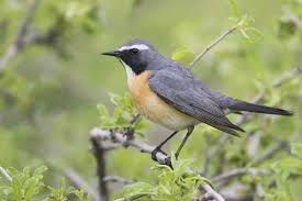 Image result for Irania gutturalis