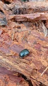 Attēlu rezultāti vaicājumam “Ceruchus chrysomelinus”