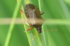 Attēlu rezultāti vaicājumam “Picromerus bidens”