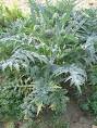 <b>Cynara</b>
