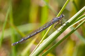 Attēlu rezultāti vaicājumam “Enallagma cyathigerum male”