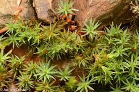 Attēlu rezultāti vaicājumam “Pogonatum urnigerum”