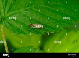 Attēlu rezultāti vaicājumam “Adelphocoris quadripunctatus”