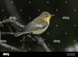 Attēlu rezultāti vaicājumam “Hippolais icterina adult”