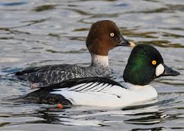 Attēlu rezultāti vaicājumam “Bucephala clangula female”