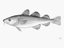 Image result for Gadus macrocephalus