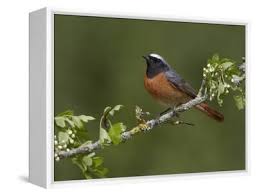 Attēlu rezultāti vaicājumam “Phoenicurus phoenicurus male”