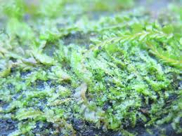 Attēlu rezultāti vaicājumam “Dicranella staphylina macro”