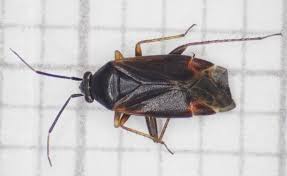 Attēlu rezultāti vaicājumam “Psallus sp.”