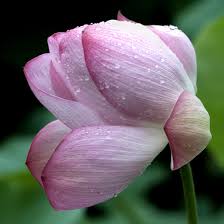 Attēlu rezultāti vaicājumam “Lotus sp. bud”