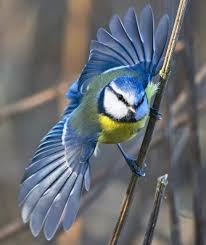Image result for Cyanistes caeruleus