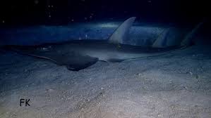 Image result for Rhynchobatus djiddensis