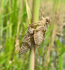 Attēlu rezultāti vaicājumam “Scardia boletella exuvia”