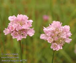 Attēlu rezultāti vaicājumam “Armeria vulgaris”