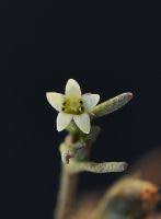 Attēlu rezultāti vaicājumam “Limosella aquatica flower”