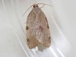 Attēlu rezultāti vaicājumam “Lozotaenia forsterana”