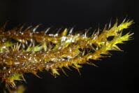 Attēlu rezultāti vaicājumam “Drepanocladus polygamus”