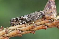 Attēlu rezultāti vaicājumam “Epinotia sordidana”