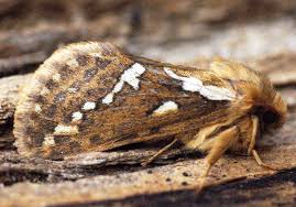 Attēlu rezultāti vaicājumam “Hepialus lupulinus”