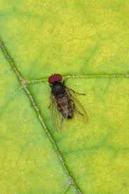 Attēlu rezultāti vaicājumam “Platypezidae”