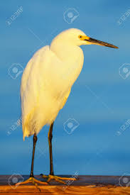 Image result for Egretta thula