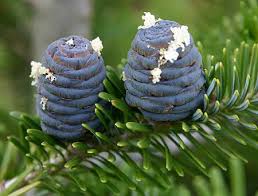 Attēlu rezultāti vaicājumam “Abies koreana”