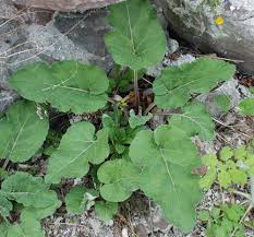 Attēlu rezultāti vaicājumam “Microrrhinum minus leaf”