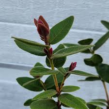 Attēlu rezultāti vaicājumam “Carex loliacea fruit”