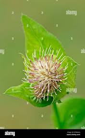 Attēlu rezultāti vaicājumam “Cirsium oleraceum flower”