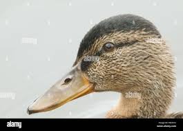 Attēlu rezultāti vaicājumam “Anas platyrhynchos juvenile”