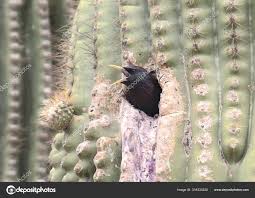 Attēlu rezultāti vaicājumam “Sturnus vulgaris nest”