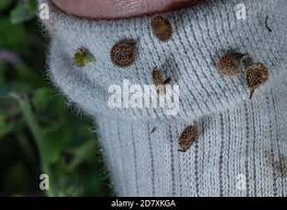 Attēlu rezultāti vaicājumam “Cynoglossum officinale fruit”