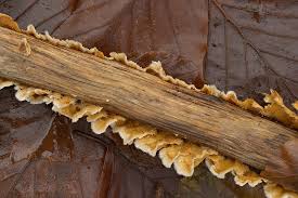 Attēlu rezultāti vaicājumam “Stereum hirsutum”