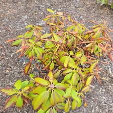 Attēlu rezultāti vaicājumam “Menziesia ferruginea flower”