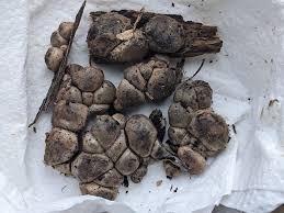 Attēlu rezultāti vaicājumam “Lycogala persicum spores”