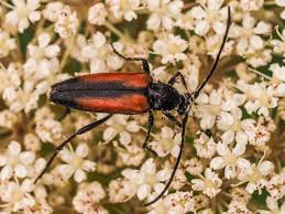 Attēlu rezultāti vaicājumam “Stenurella melanura”