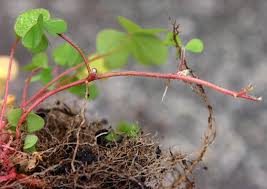 Attēlu rezultāti vaicājumam “Oxalis corniculata fruit”