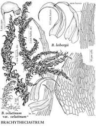 Attēlu rezultāti vaicājumam “Brachytheciastrum velutinum”