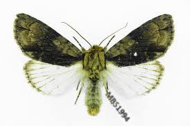 Attēlu rezultāti vaicājumam “Acronicta alni”