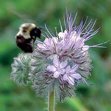 Attēlu rezultāti vaicājumam “Phacelia tanacetifolia flower”