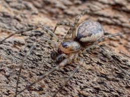 Attēlu rezultāti vaicājumam “Neriene montana”