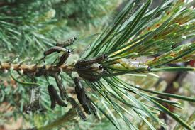 Attēlu rezultāti vaicājumam “Neodiprion sertifer”