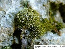 Attēlu rezultāti vaicājumam “Eucladium verticillatum”