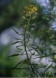 Attēlu rezultāti vaicājumam “Sinapis alba”