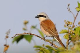 Attēlu rezultāti vaicājumam “Lanius collurio”