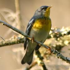 Image result for Parula americana