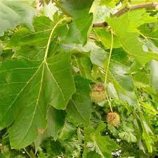 Attēlu rezultāti vaicājumam “Platanus x hispanica (syn. Platanus x acerifolia) leaf”
